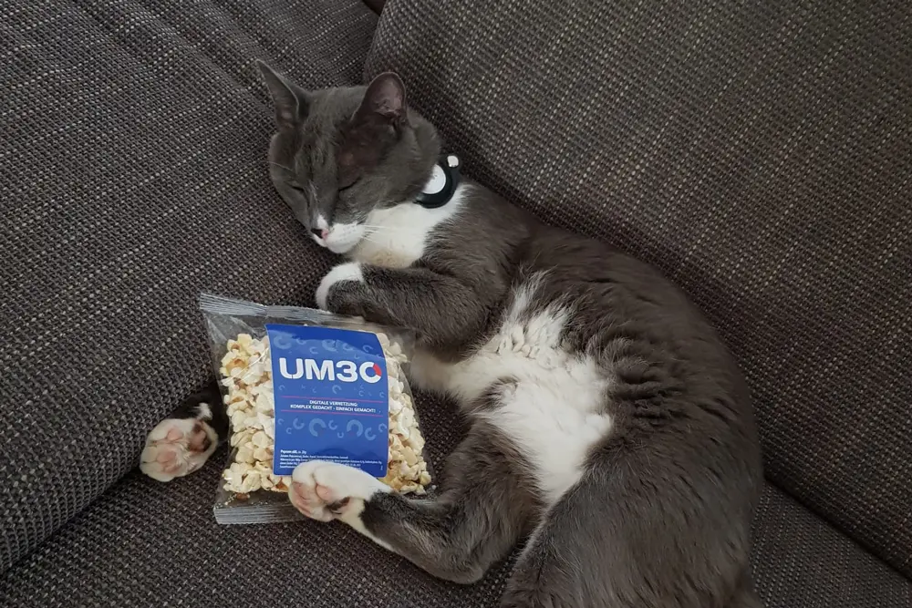 katze